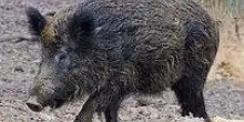 Peste suina africana: i dati. Danni da cinghiale scesi a -75%: "Non abbasseremo la guardia"