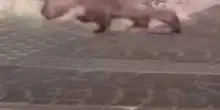 Un istrice a passeggio sotto l’Arco