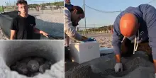 Spettacolo della natura a Punta Marina: la tartaruga Susy depone 98 uova sulla spiaggia