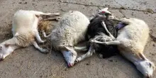 Scoppia l’epidemia negli ovini. La Blue tongue colpisce i greggi: "Abbiamo perso oltre cento pecore"