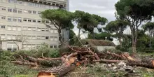 "Alberi malati e tagli. Diteci la verità"