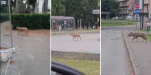 Lupo nel parcheggio dell’ospedale di Ravenna, la polizia spiega cosa non fare se si incontra