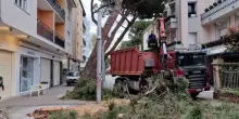 Allarme sicurezza: giù una ventina di alberi