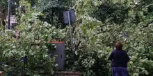 Raffiche di vento e pioggia, albero cade in strada