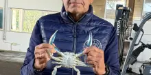 Il granchio blu diventa cibo per gatti. ‘Così si apre un mondo’