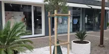 I quattro pini comprati dal Lions piantumati in viale Corridoni