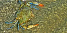 Il granchio blu è ammalato e torna in mare aperto. Ecco il parassita che lo rende amaro