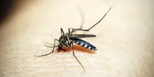 Caso di dengue a Pesaro: scatta la disinfestazione. Ecco dove