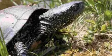 “Non lasciate libere le tartarughe aliene: pericolose per l’habitat”