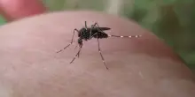West Nile, allerta per il virus: morta una signora a Latina. Cos’è, come si trasmette e i sintomi
