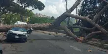 Maltempo a Roma, allerta arancione per vento: chiusi parchi e cimiteri, pericolo caduta per rami e alberi. Temporale nel pomeriggio