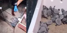 Festa a Ischitella, nate 80 tartarughe Caretta caretta: “La prossima notte altra schiusa”