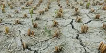 Il Wwf lancia l’allarme: la crisi climatica stravolge l’agricoltura italiana e fa crescere i prezzi dei prodotti locali