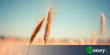 Allarme grano in Europa. Negli ultimi 12 anni la quantità di pesticidi usata è aumentata del 12%