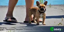 Le spiagge più belle e adatte agli animali in Italia