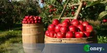 Bonus agricoltura, fino a 200.000 euro per questi lavori
