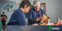 Permessi per malattia e lutto degli animali domestici, cosa spetta e quando