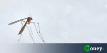 Virus Chikungunya arriva in Italia, ecco quali sono i sintomi e i rischi globali