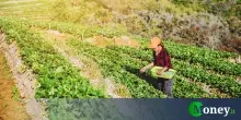 Bonus agricoltura 2025, fino a 600.000 euro per chi inquina poco