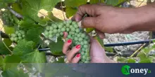Il vino non fa male (se lo bevi responsabilmente)