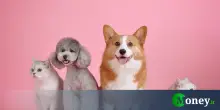 Come proteggere cani e gatti dal caldo estivo