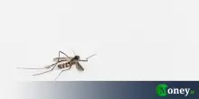 West Nile in Italia, è allarme? La mappa aggiornata