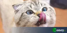 Se ami i gatti queste 5 città sono le mete perfette per la tua prossima vacanza