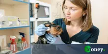 Detrazione spese veterinarie 2025, quando spettano sul cibo?