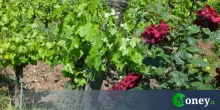 Vino biologico, biodinamico o naturale? Le differenze, spiegate bene