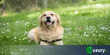 I Paesi da evitare assolutamente se viaggi con animali