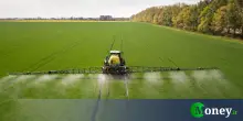 Attenzione alle fragole europee piene di pesticidi. Evitatele al supermercato
