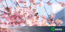 Il giardino più bello del mondo è in Italia. Ed è a un'ora da Roma