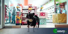 I cani possono entrare nei supermercati? Sì, ecco dove