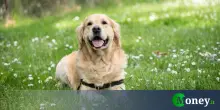 Permessi retribuiti se il cane muore o sta male? Cosa c'è di vero