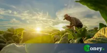 Bonus agricoltura, fino a 100.000 euro con la nuova PAC