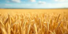 Le cicogne tornano a Gavasseto: un fenomeno naturale che incanta