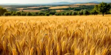 Cinghiali in Puglia: un problema crescente per agricoltori e cittadini