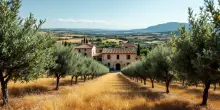 Cinghiali in Puglia: un’emergenza che minaccia agricoltura e sicurezza