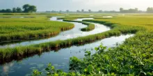 Controffensiva contro il granchio blu: pescatori in azione nel Delta Po