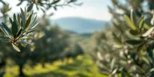 Rinascita degli ulivi in Salento: la speranza dopo la Xylella