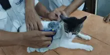 Catturato il “narco-gatto” che portava droga in carcere
