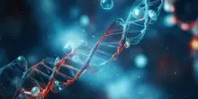 Scoperto cromosoma Y della famiglia di Leonardo da Vinci, ha 6 discendenti in vita