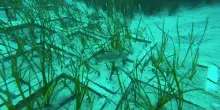 Terna, completato il trapianto di Posidonia oceanica a Terra Mala