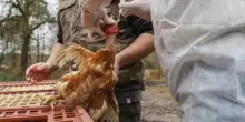Report lancia allarme zoonosi, e focolai aviaria in mammiferi più che raddoppiati