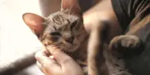 Veterinaria: nuove tecnologie per diagnosi più precise animali