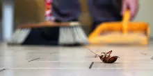 Insetti in casa: consigli e rimedi naturali