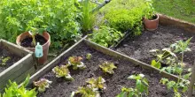 Giardino libero da infestazioni: le strategie più efficaci