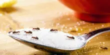 Formiche in casa: consigli e rimedi naturali