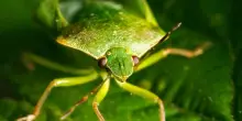 Cimici verdi: come riconoscerle e allontanarle