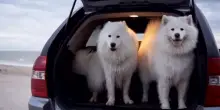 Un indice sui parassiti per proteggere gli animali domestici